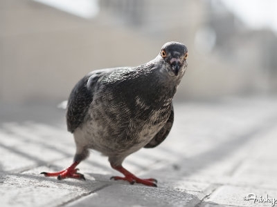 pigeon-400x300